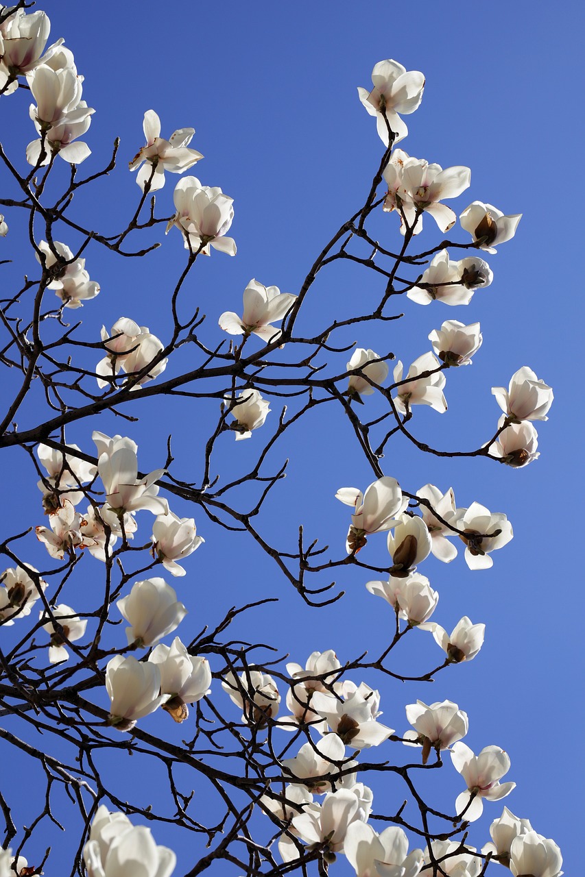 magnolia, spring, flower wallpaper, flower, nature, plant, white, petal, spring flowers, tree, flowering, garden, magnolia and, beautiful flowers, republic of korea, seoul, season, the shining, magnolia, flower background, magnolia, magnolia, magnolia, magnolia, spring, spring, spring, flower, seoul, seoul